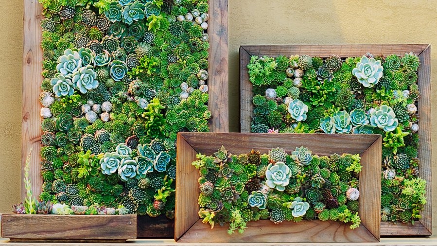 foto van vetplanten