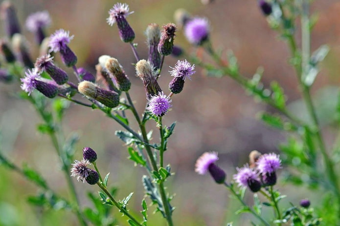 Akkerdistel