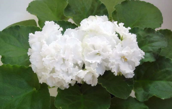 Violet Bridal Bouquet