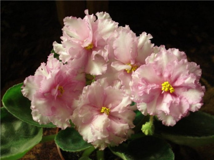 Violet Birth of Love