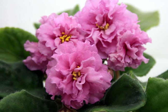 ÐÑ-Ìàããàëèíà