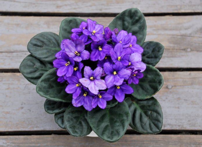 Violet Currant Dessert