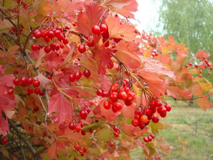 Viburnum in de herfst