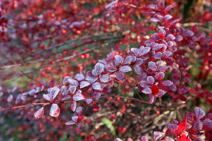 Berberis