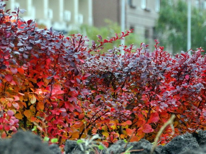 Berberis Thunberg in de herfst