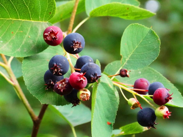 Irga berries