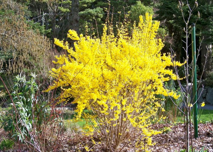 Forsythia in het voorjaar