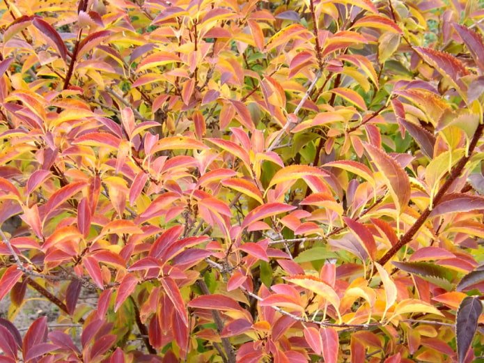 Forsythia in de herfst