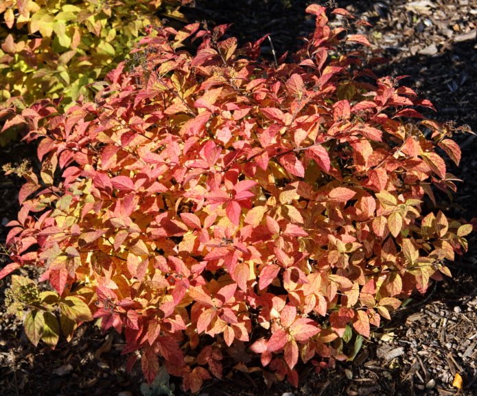 Japanse spirea