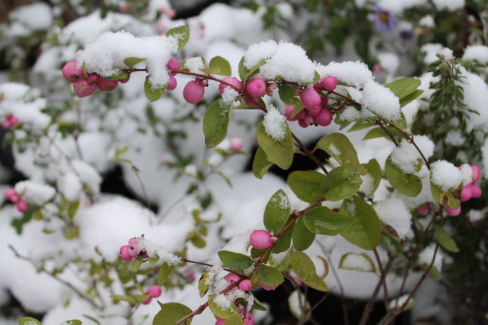 Roze sneeuwbes