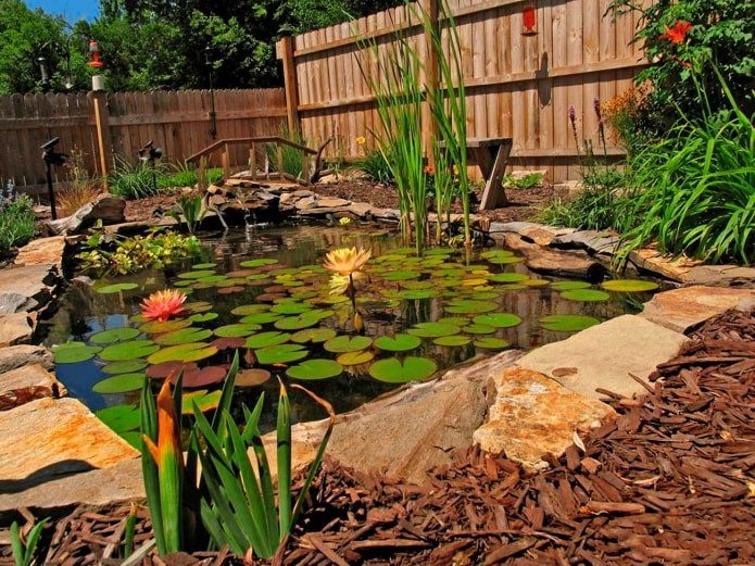 vijver met planten in de tuin