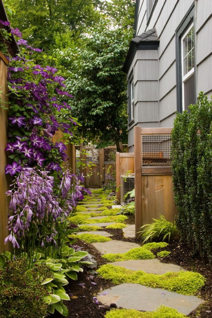 planten langs het huis op het terrein