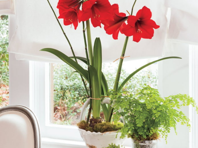 hippeastrum op de vensterbank