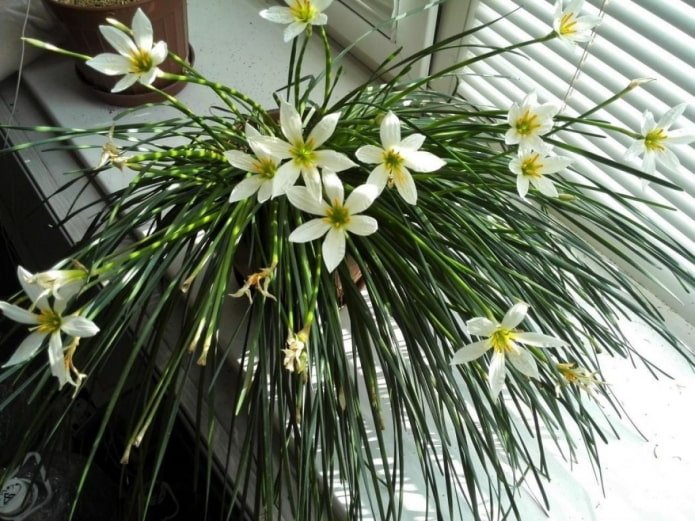 hoe zephyranthes bloeien