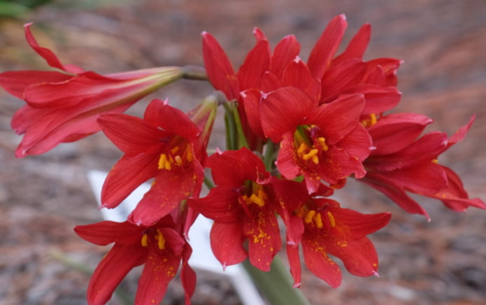 Rhodophiala in bloei