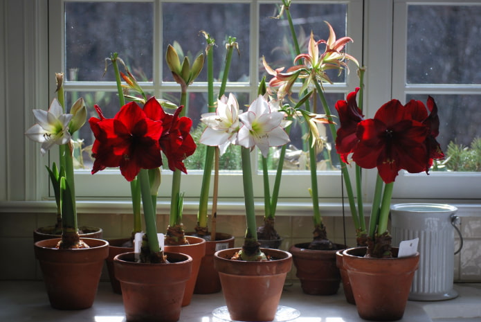 wat is het verschil tussen amaryllis en hippeastrum