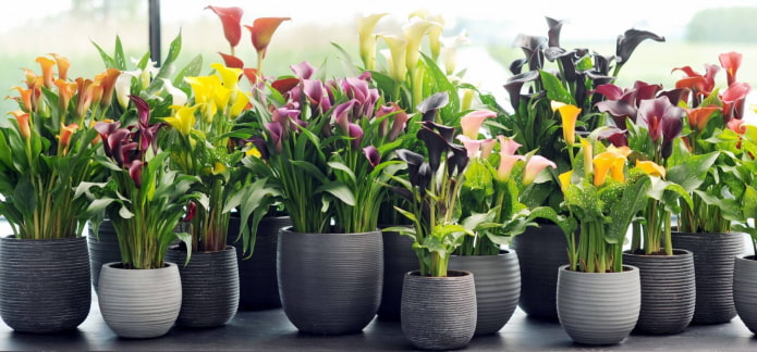 binnenbloem zantedexia