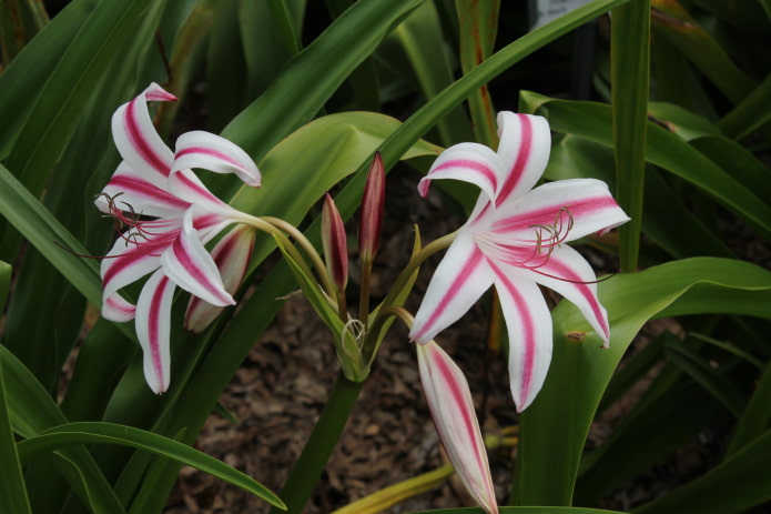 hoe crinum bloeit