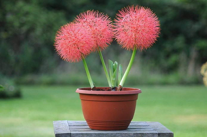 hoe haemanthus bloeit