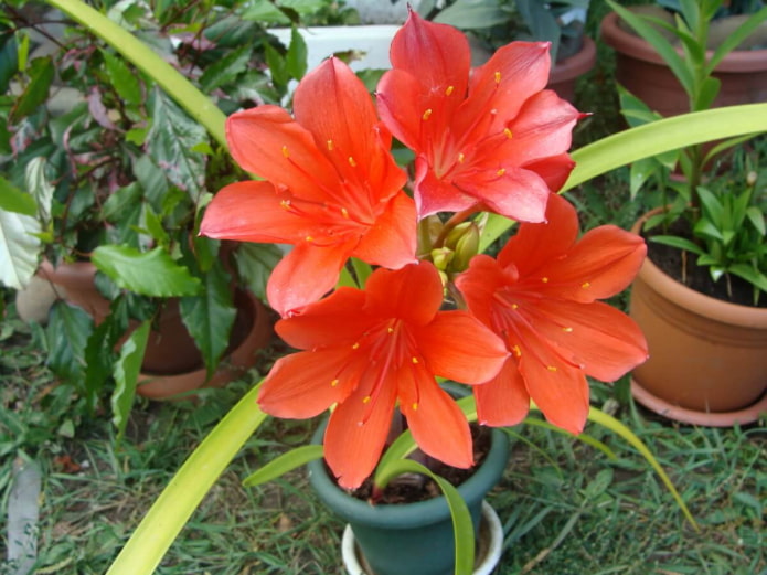 vallota in een pot