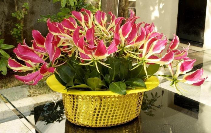 bloeiende gloriosa