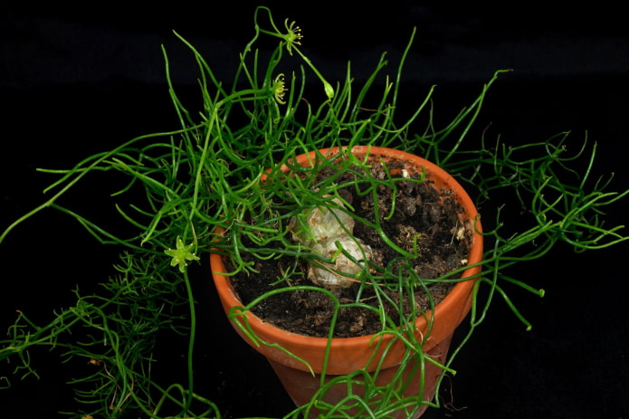 hoe plant je boevia