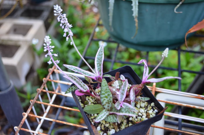 ledeburia bladeren