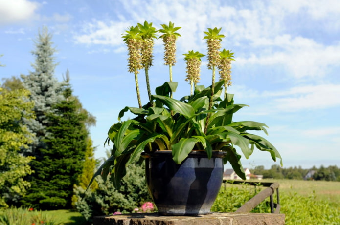 bloem die op ananas lijkt