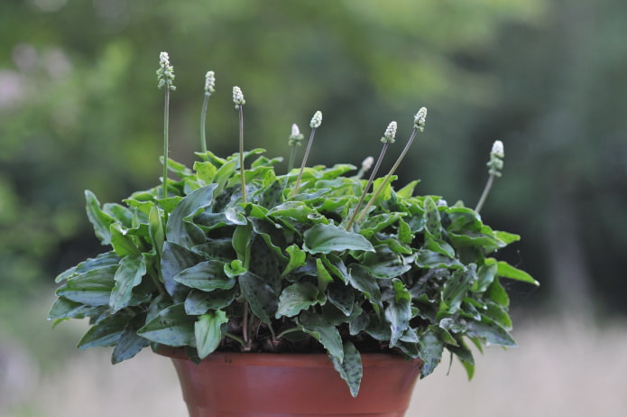 drimiopsis bloei