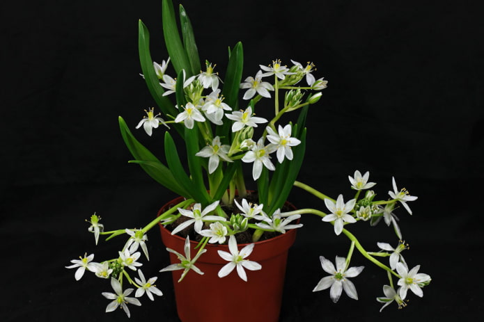ornithogalum in een pot