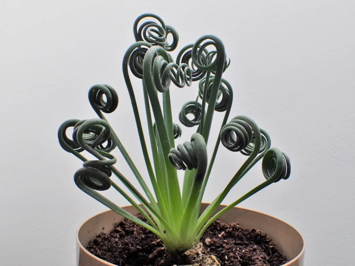 albuca bladeren