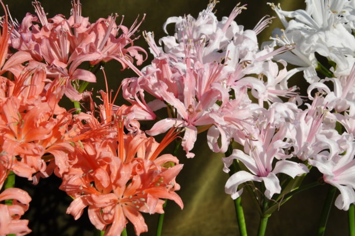 Nerine bloom