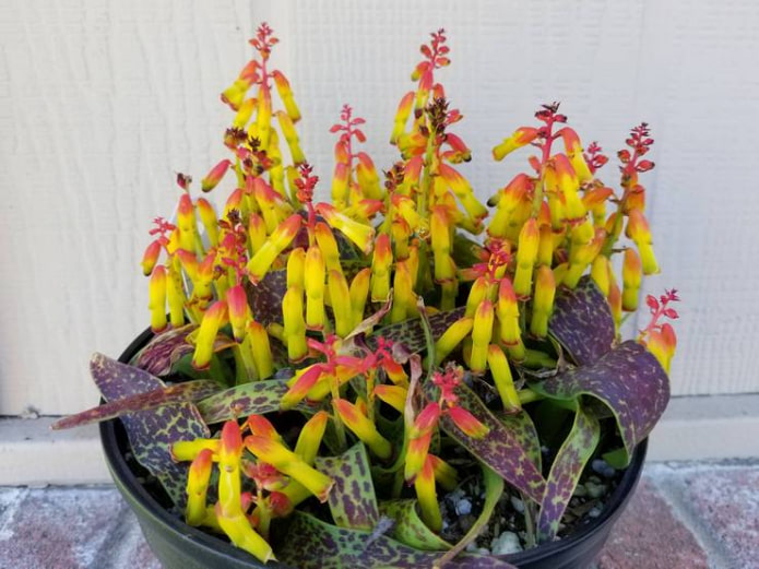 lachenalia thuis kweken
