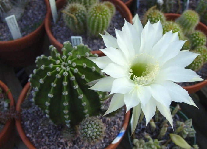Echinopsis