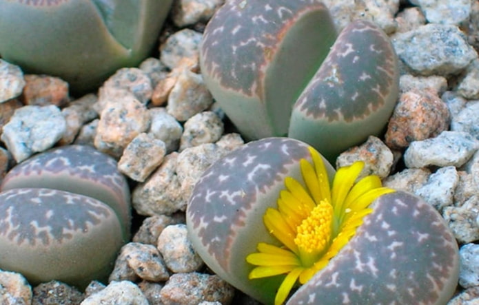 kleine vetplant