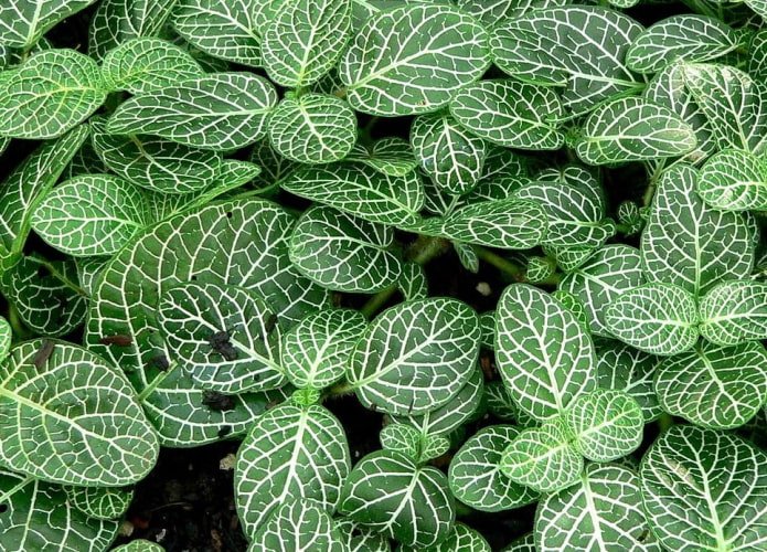 Fittonia