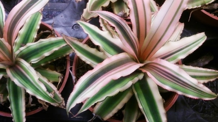 Cryptanthus