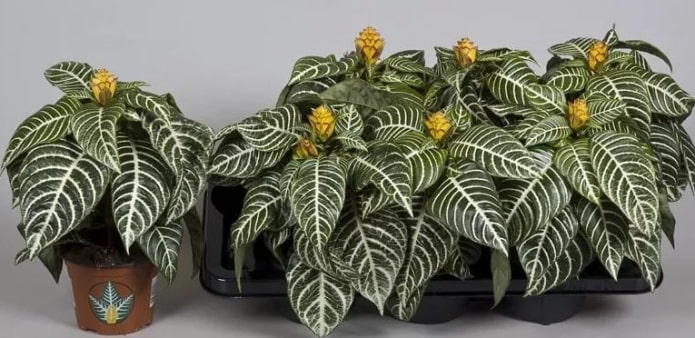 Aphelandra