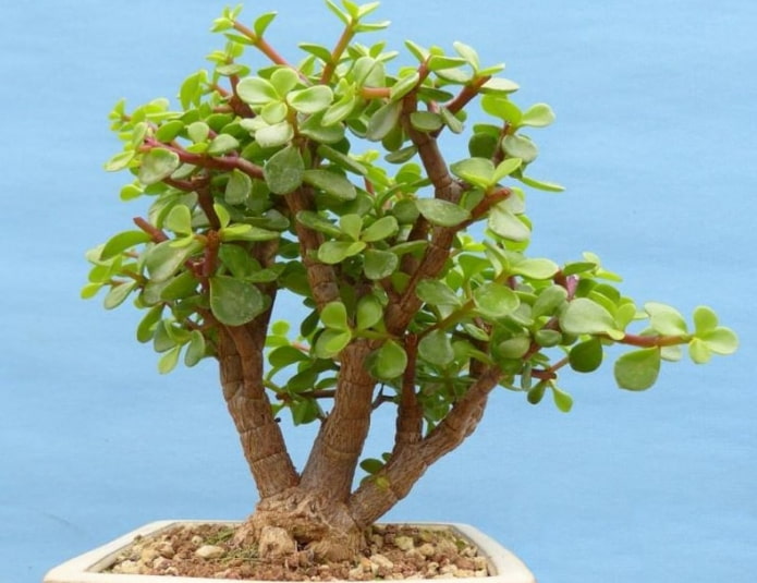 Portulacaria