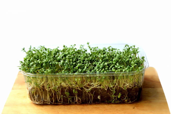 microgroenten kweken in aarde