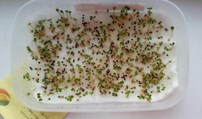 microgroenten planten in gaas