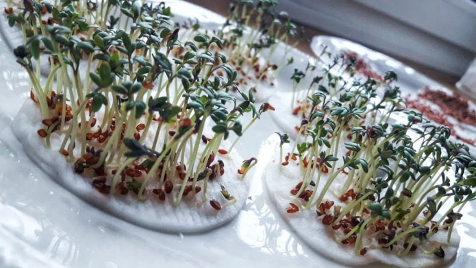 wattenschijfjes voor microgroenten