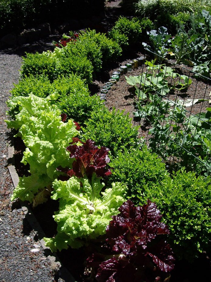 moestuin mixborder