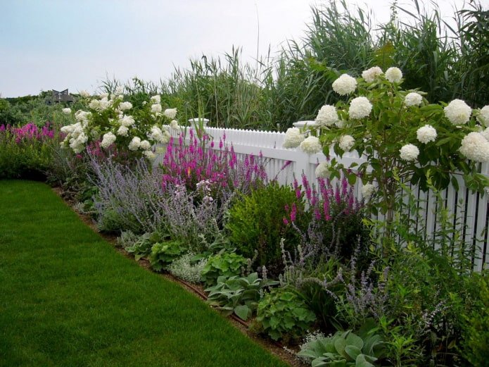 Viburnum in een bloemperk