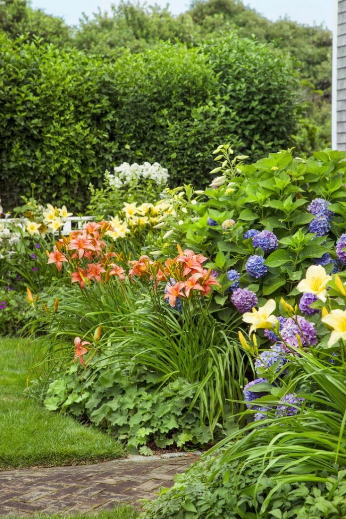 lelies in een mixborder