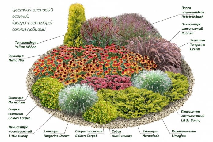 vaste planten voor mixborder