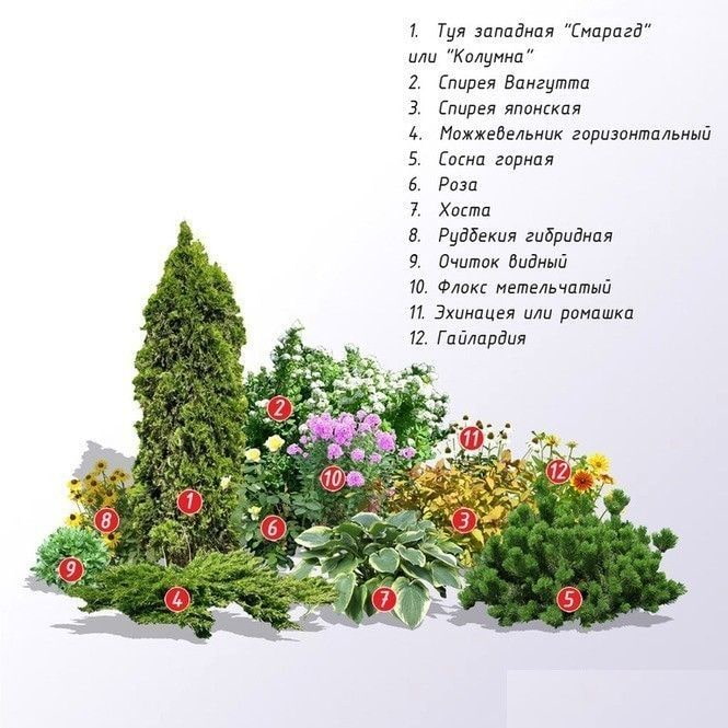 coniferenmixborder