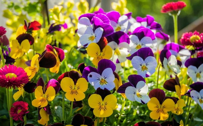 Viooltjes