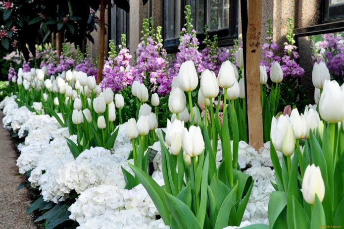 Witte tulpen