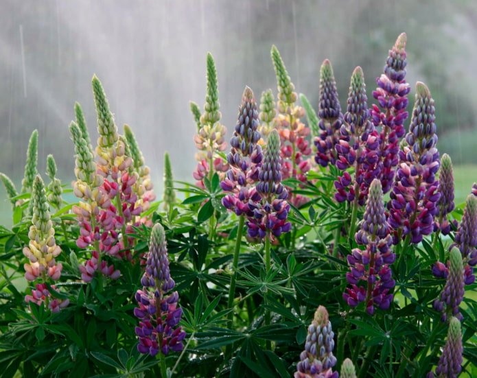 Meerjarige lupine